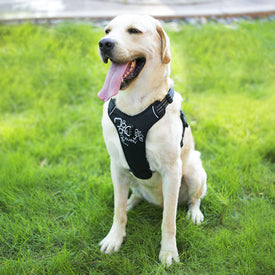 iBuddy dog harness for medium/large dogs